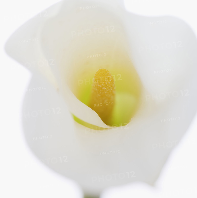 Still life of calla lily.
