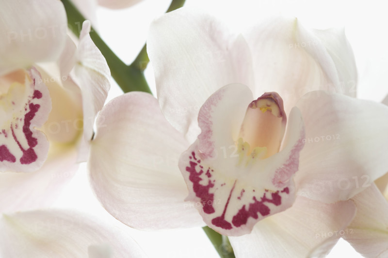 Still life of orchids.