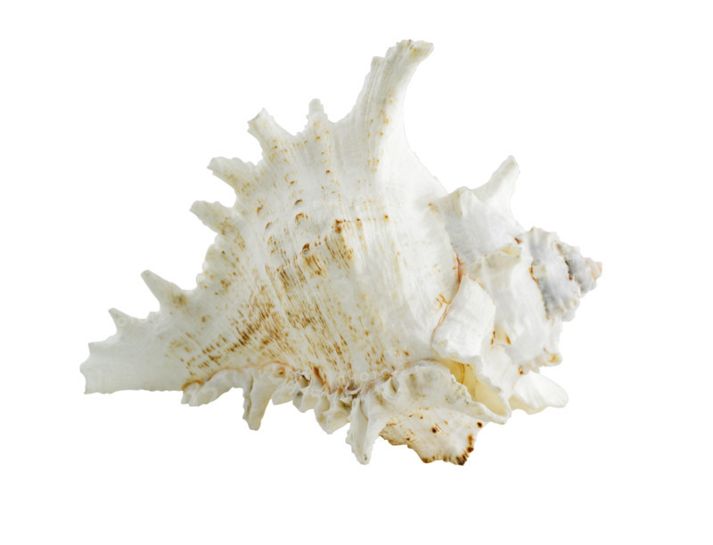 Seashell.