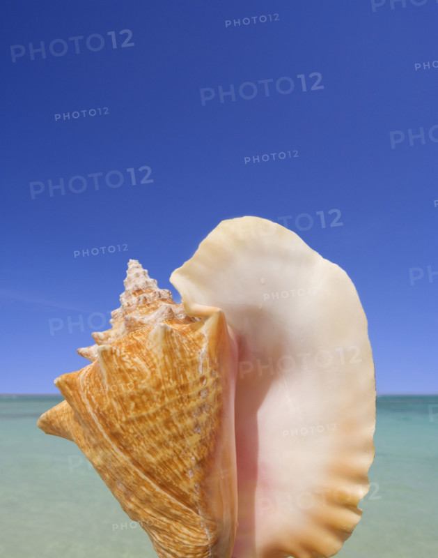 Still life of seashell.