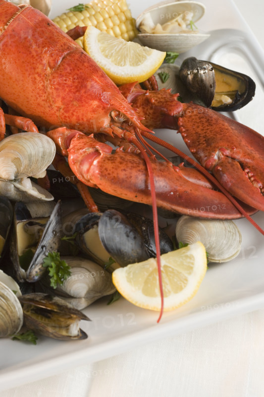 Still life of lobster and clams.