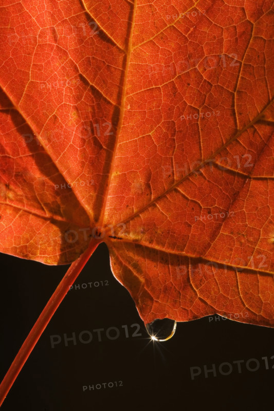 Closeup of fall leaf.