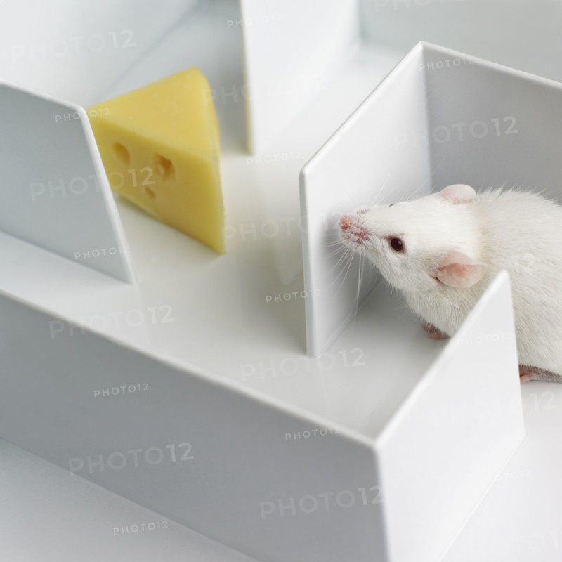 Mouse in a maze.