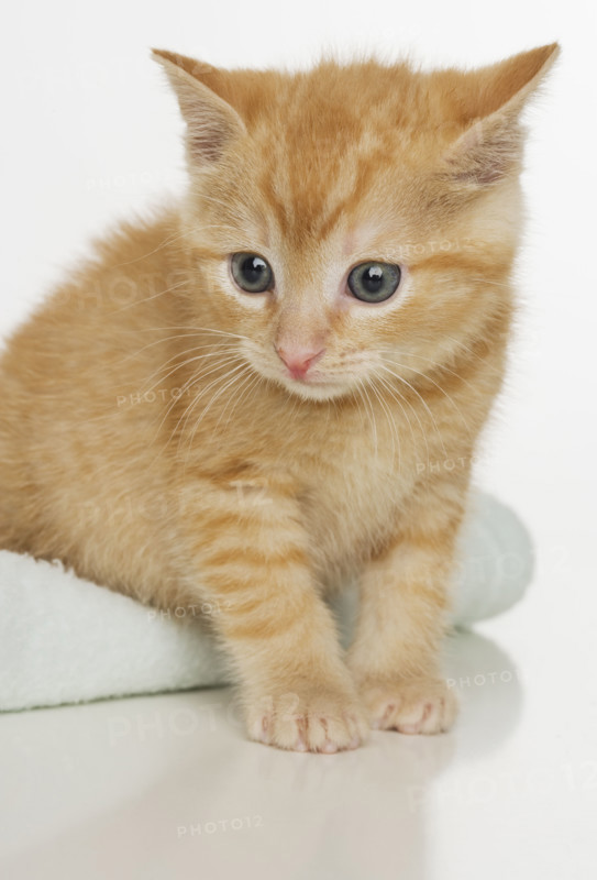 Portrait of a kitten.
