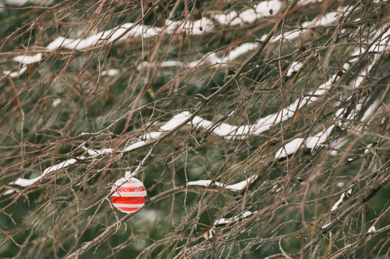 One Christmas ornament hanging in tree.