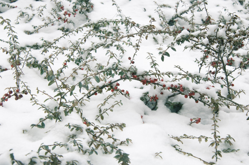 Winter snow scene.