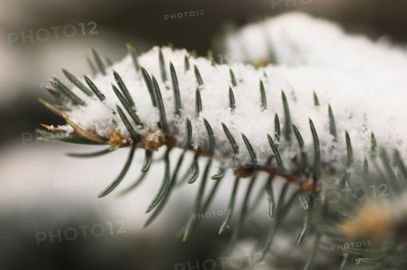 Snow covered pine needles.