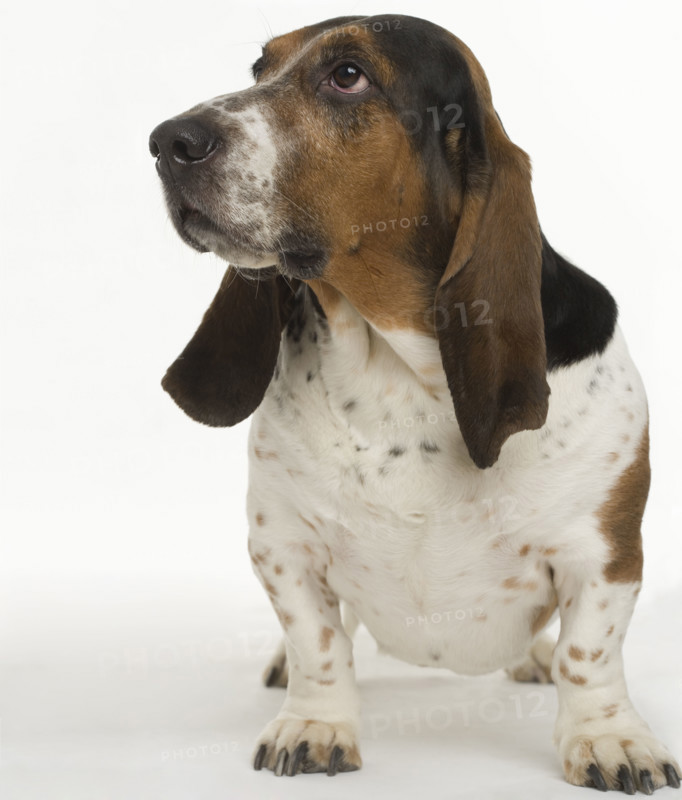 Portrait of a bassett hound.