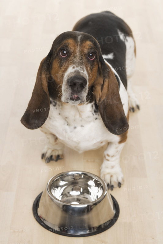 Bassett hound waiting for food.