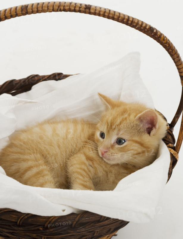 Kitten in a basket.