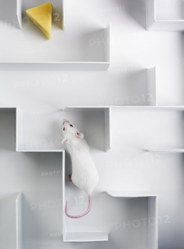 Mouse in a maze.