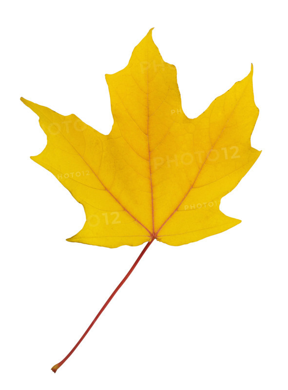 Closeup of an autumn leaf.
