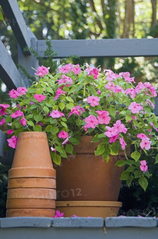 Flowers and flowerpots.