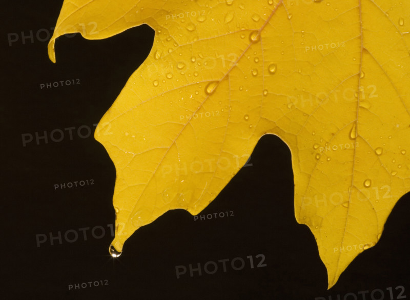 Closeup of fall leaf.