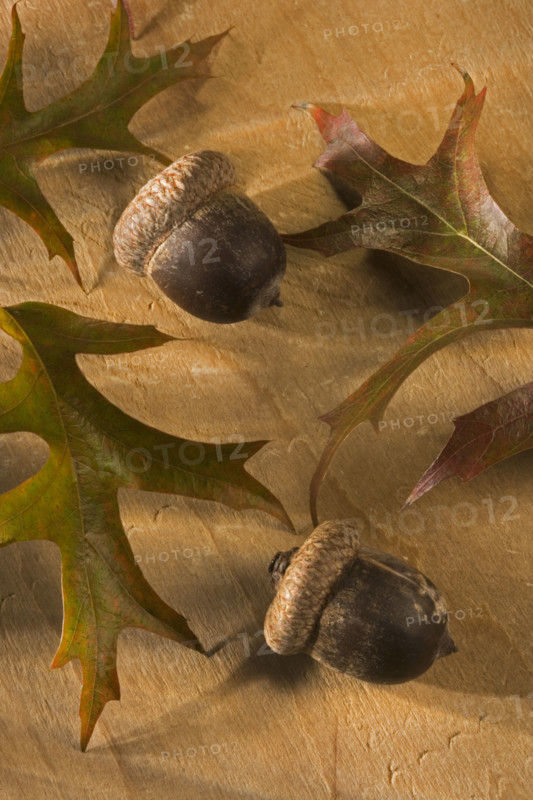 Still life of oak leaves and acorns.