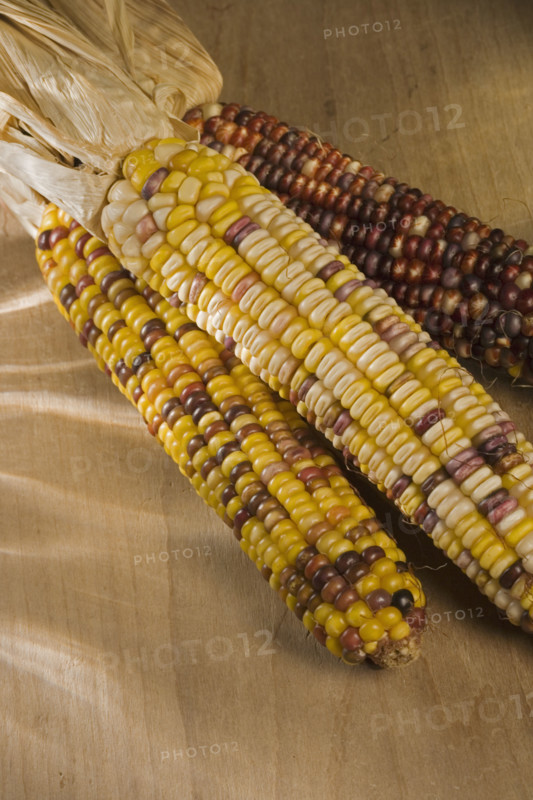 Still life of Indian corn.