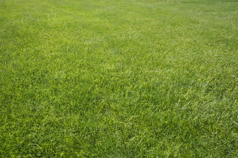 Field of green grass outdoors.