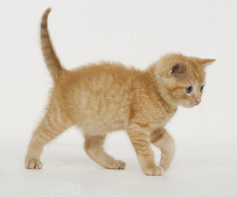 Portrait of a kitten.