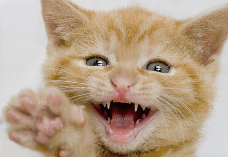 Kitten making a funny face.
