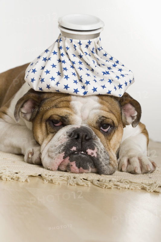 Bulldog with an icepack on head.