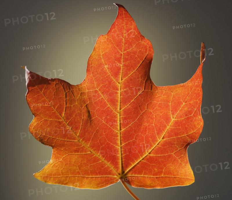 Close up of autumn leaf.