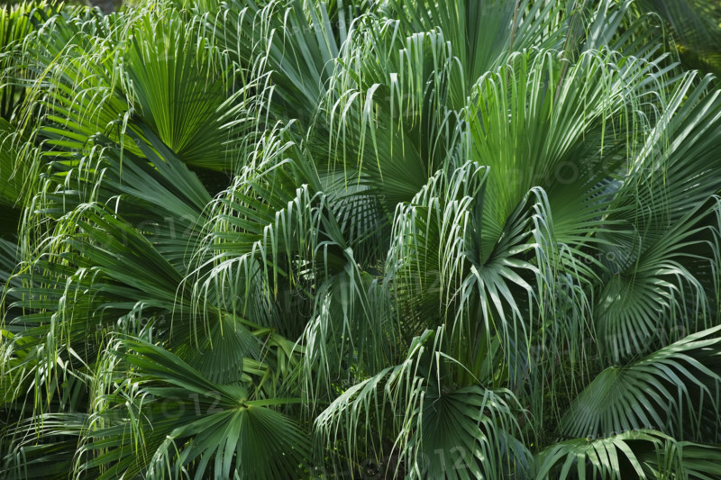 Close up of foliage.