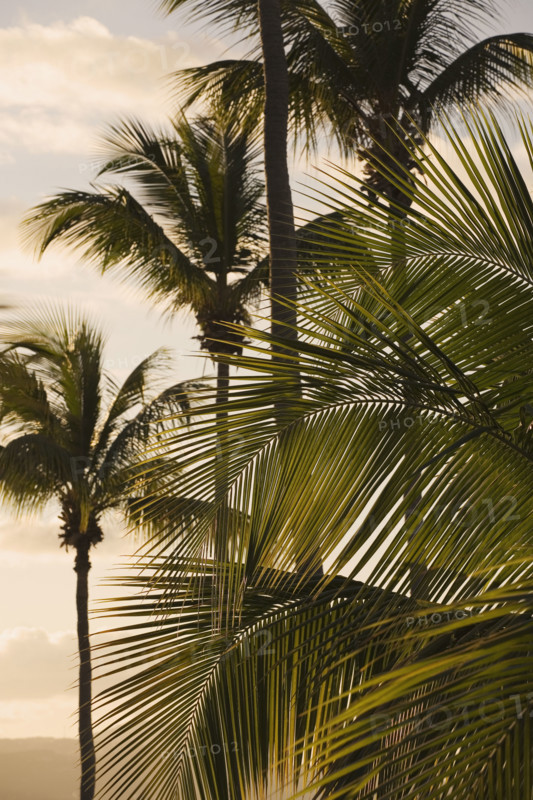 Palm trees at dusk.