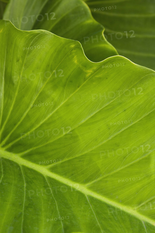 Close up of leaf.