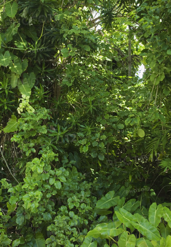 Assorted green plants outdoors.