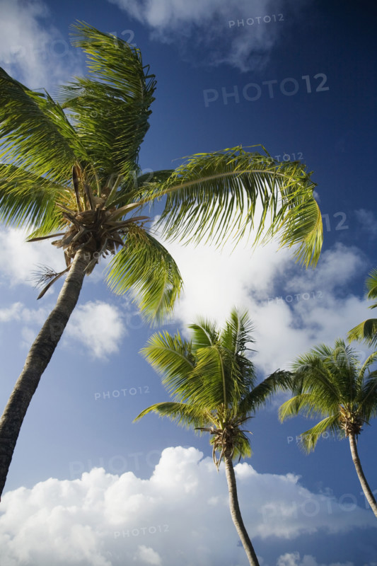 Low angle view of palm trees.
