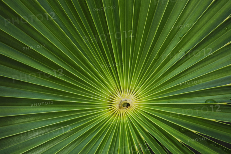 Close up of leaves.