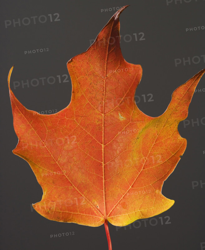 Close up of autumn leaf.