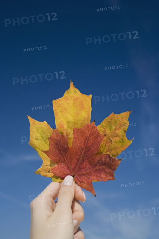 Woman holding up autumn leaves.