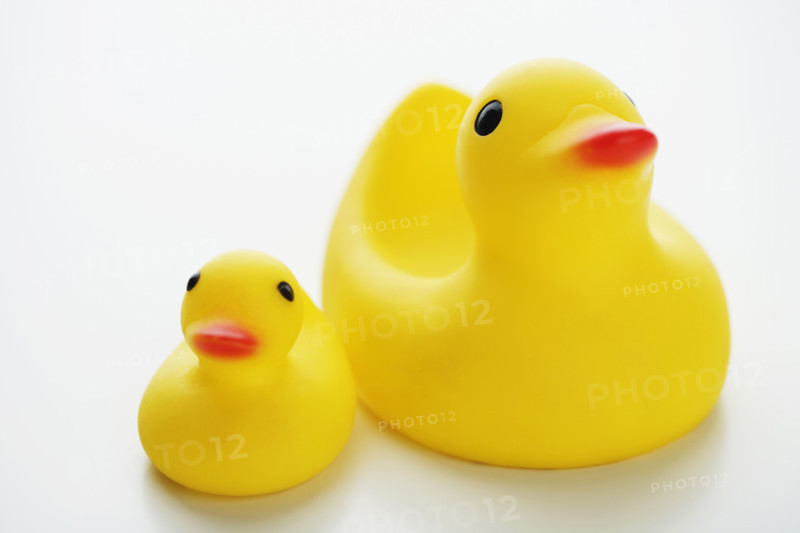 Studio shot of rubber duck toys.