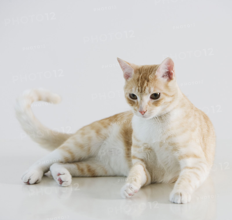 Studio shot of cat.