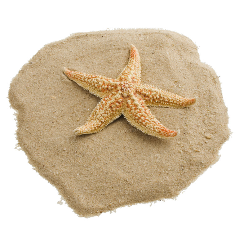 Starfish on sand.