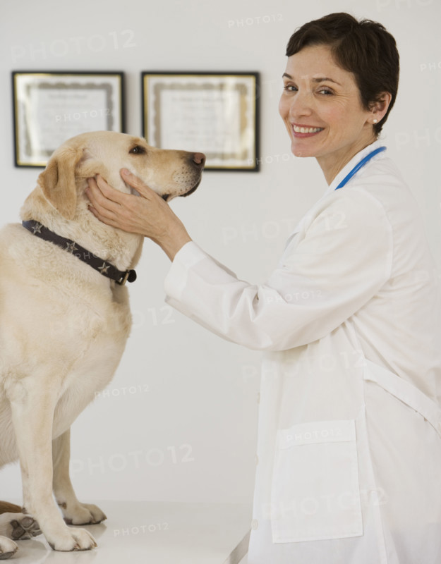 Female veterinarian examining in dog.