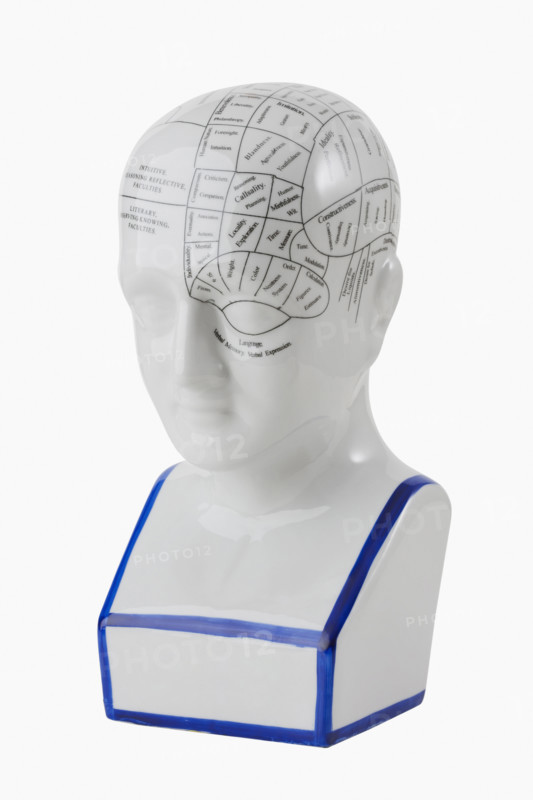 Close up of phrenology head diagram.
