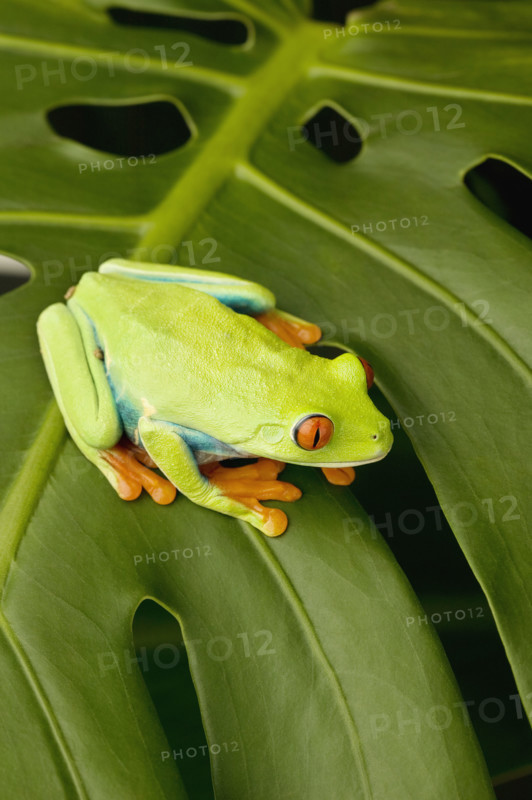Tree frog on leaf.