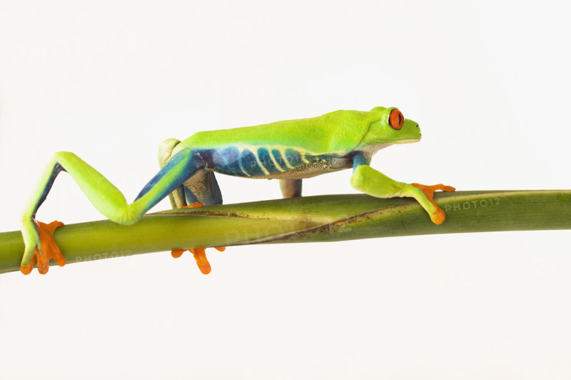Tree frog on stem.