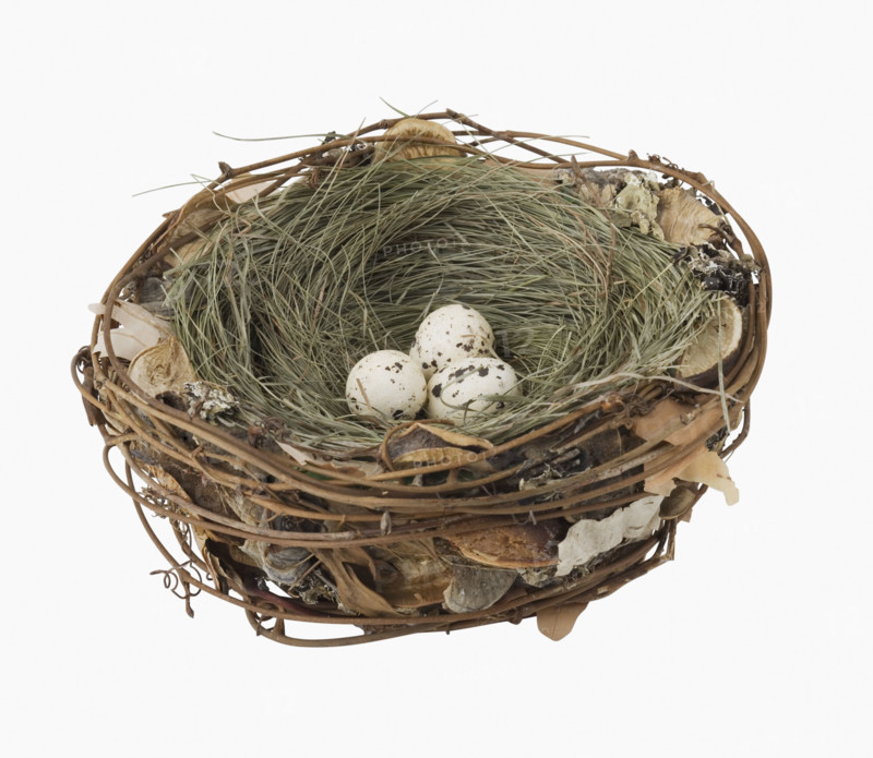 Close up of bird’s next with eggs.