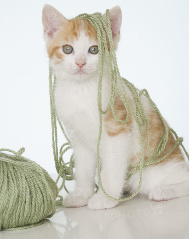 Kitten covered in yarn.
