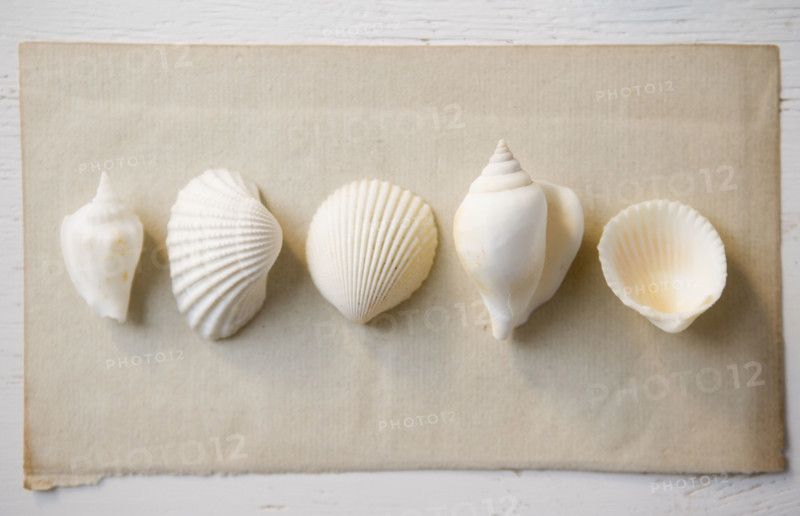 Overhead view of seashells. Date : 2006