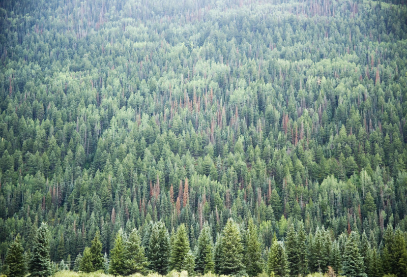 Pine Trees Telluride Colorado USA. Date : 2006