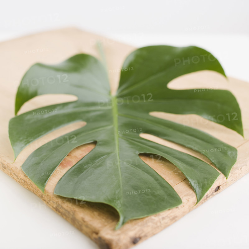 Close up of leaf on wooden board. Date : 2006
