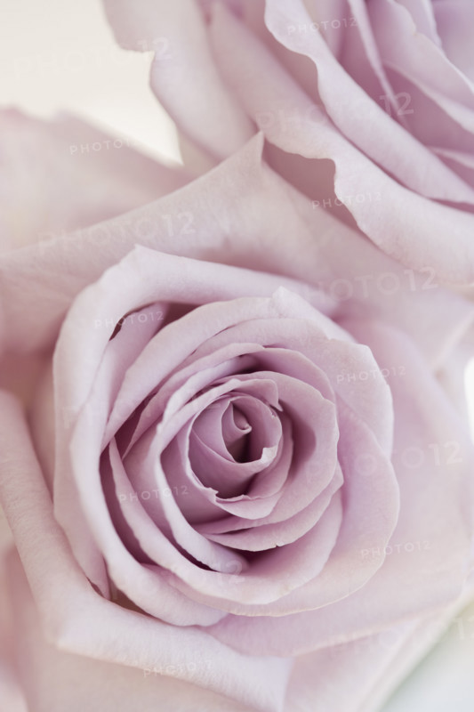 Close up of roses. Date : 2006