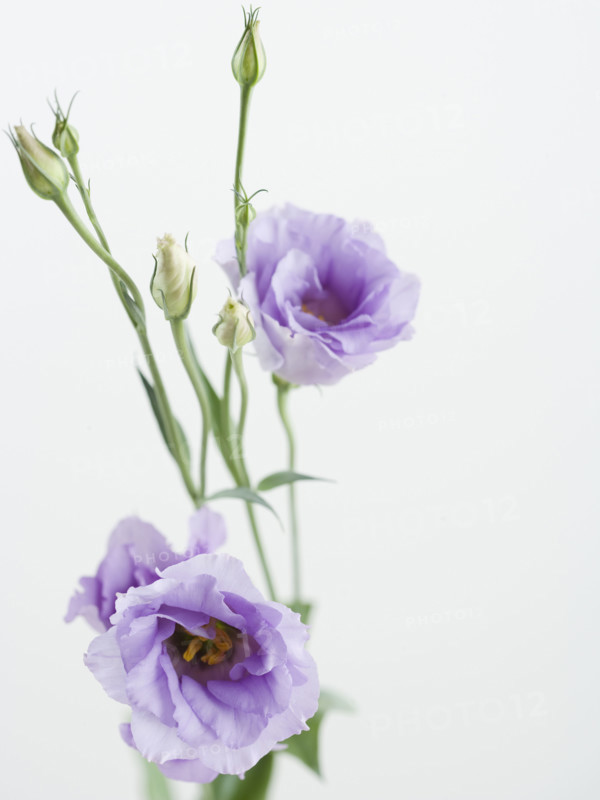 Studio shot of flowers. Date : 2006