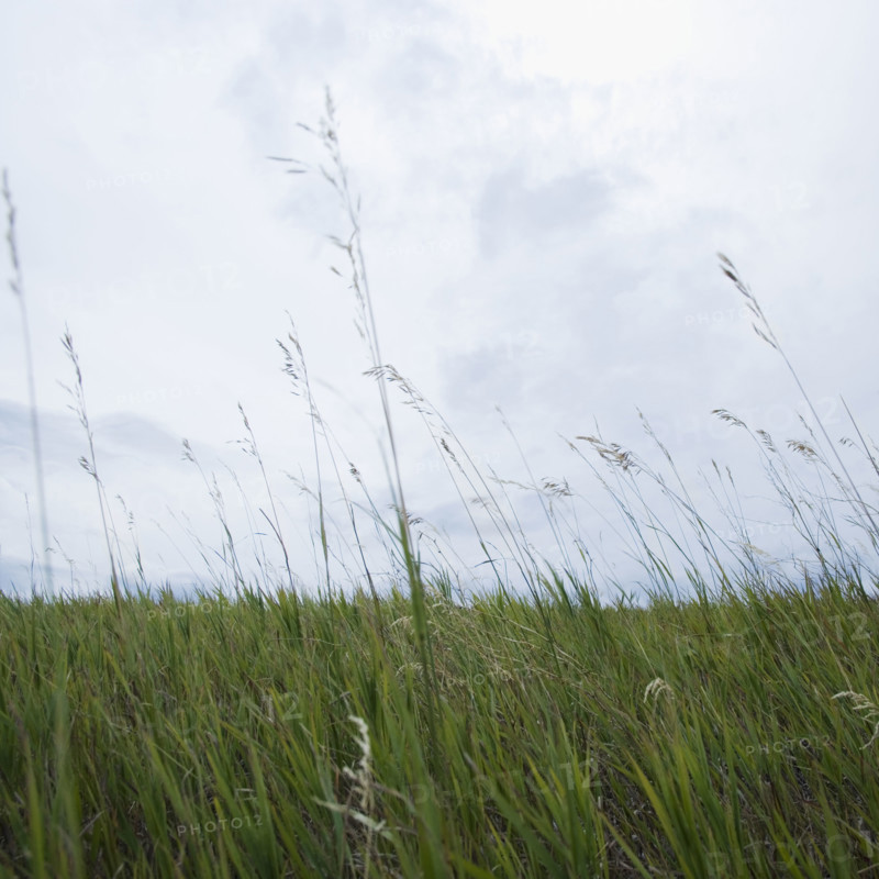 Close up of grass. Date : 2006