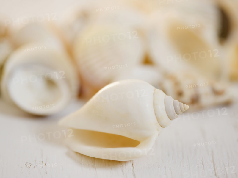Closeup of seashell. Date : 2006