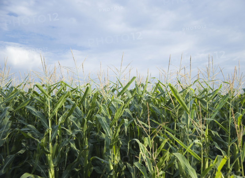 Cornfields in Minnesota USA. Date : 2006